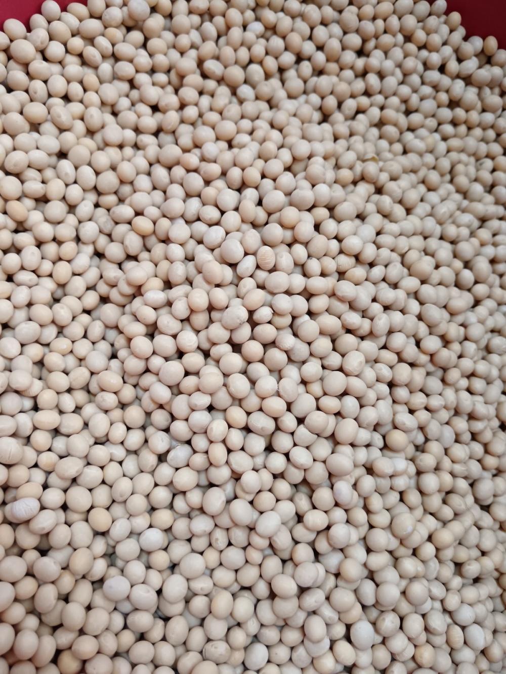 Trusted Dry (Dried) Food Supplier Masai Johor Bahru(JB) Malaysia