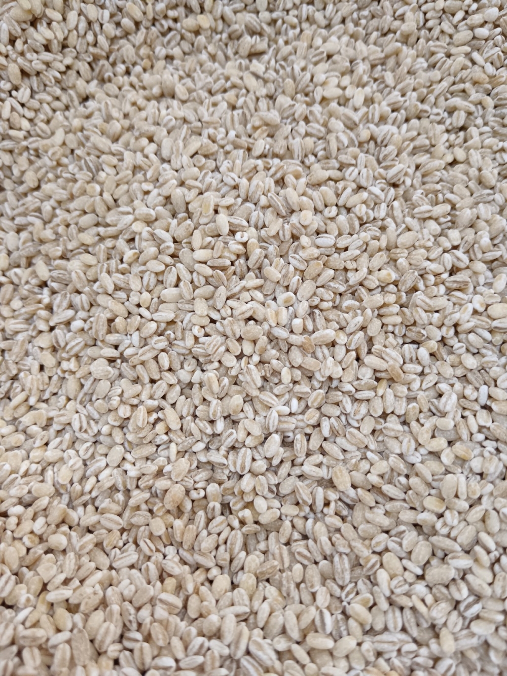 1736918797542c7_BARLEY_25KG_.jpg