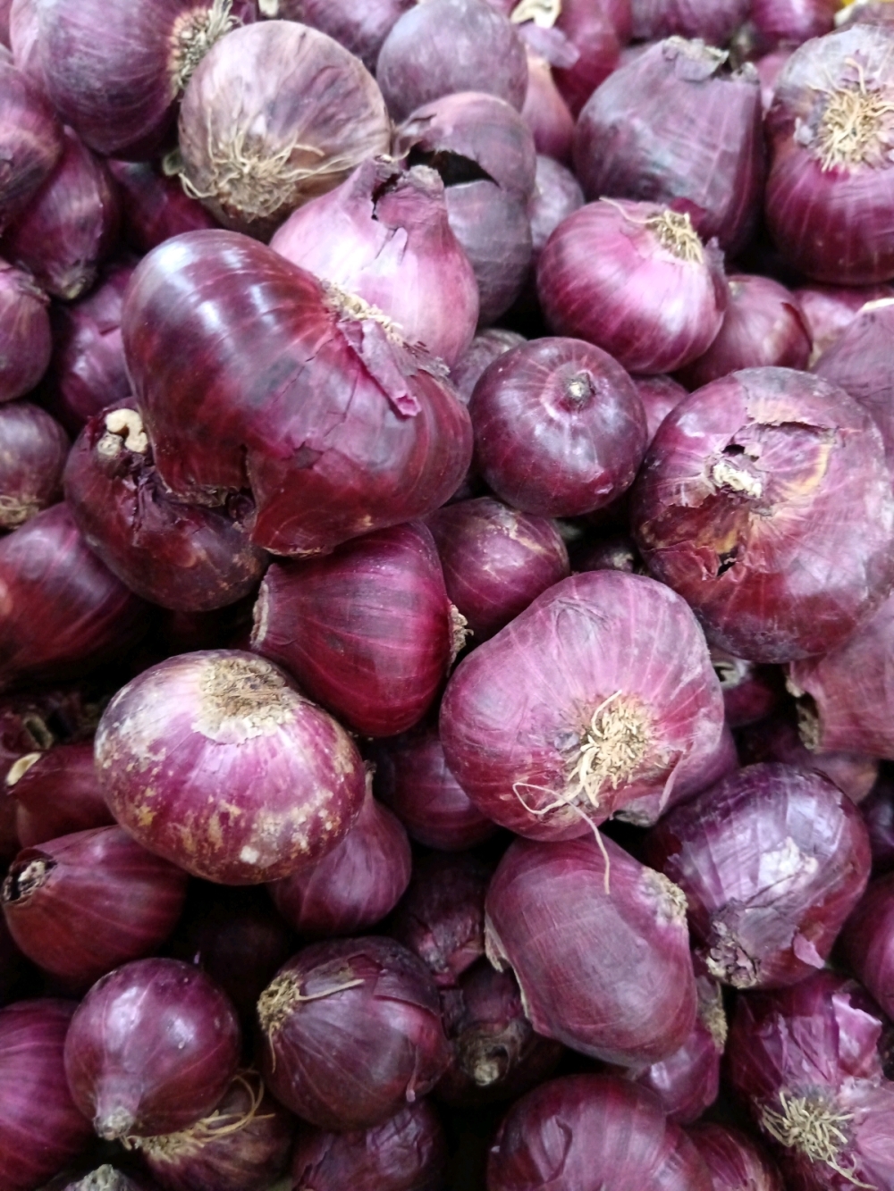 173691879755405_bawang_kecil_rose_.jpg
