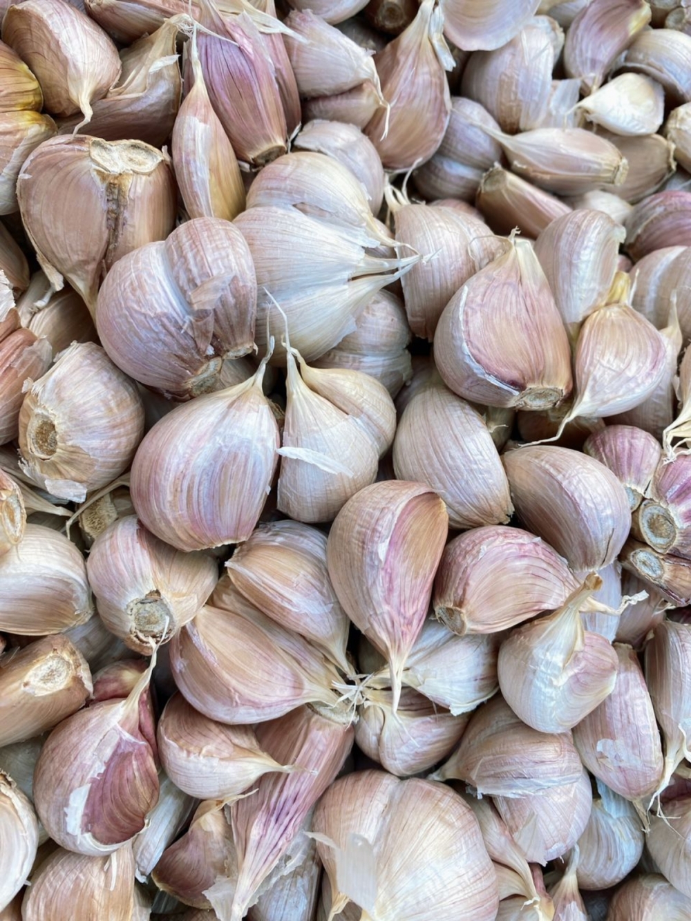 173691879755f1d_bawang_putih_tua_.jpg