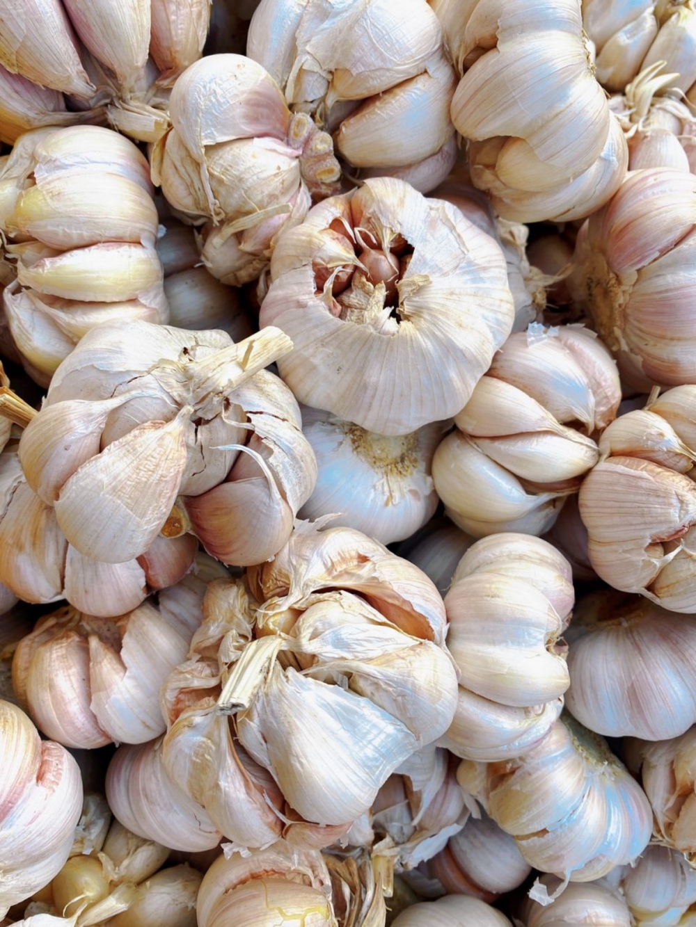 17369187975645b_Bawang_putih_6-7cm.jpg