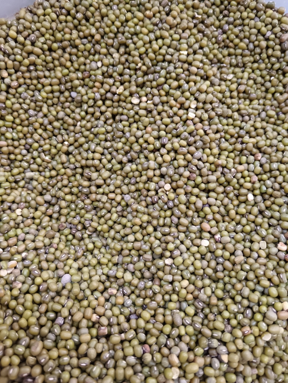 173691884335cc4_Green_Bean_25KG_.jpg