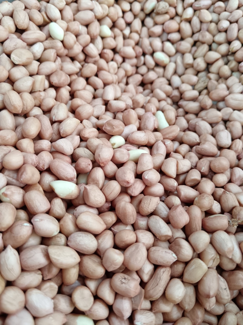 17369193016bbfc_Kacang_Tanah_Vitnam_Sup_10kg_.jpg